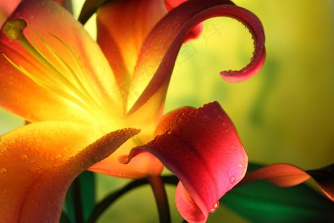 高清百合花图片下载