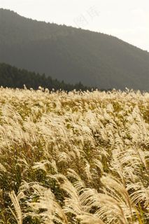 漂亮的芦苇丛摄影