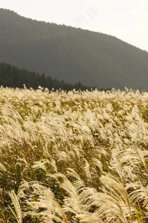 漂亮的芦苇丛摄影