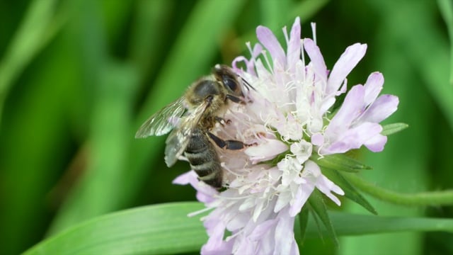 蜜蜂, 昆虫, 授粉, 开花, 植物群, 植物, 花粉