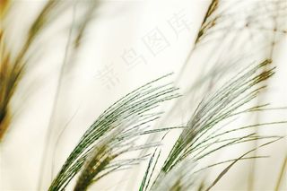 唯美的野草图片下载素材
