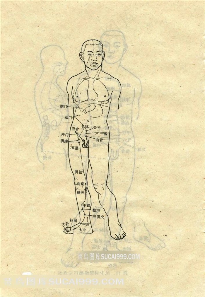 足厥阴肝经循行示意图