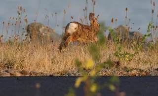 兔子可爱动物素材动物实拍