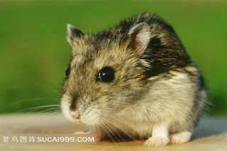 正面特写小仓鼠高清图片