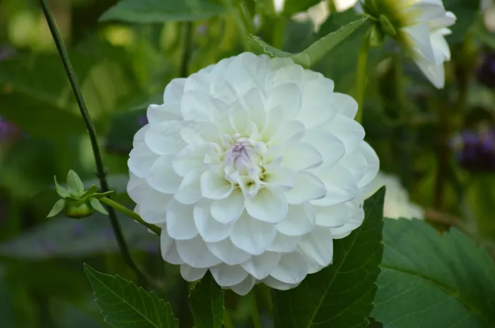 白色大丽花高清图片