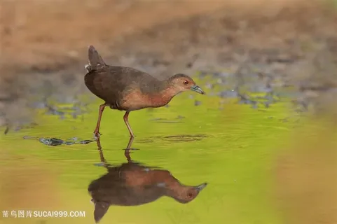 水里的红胸田鸡鸟类图片