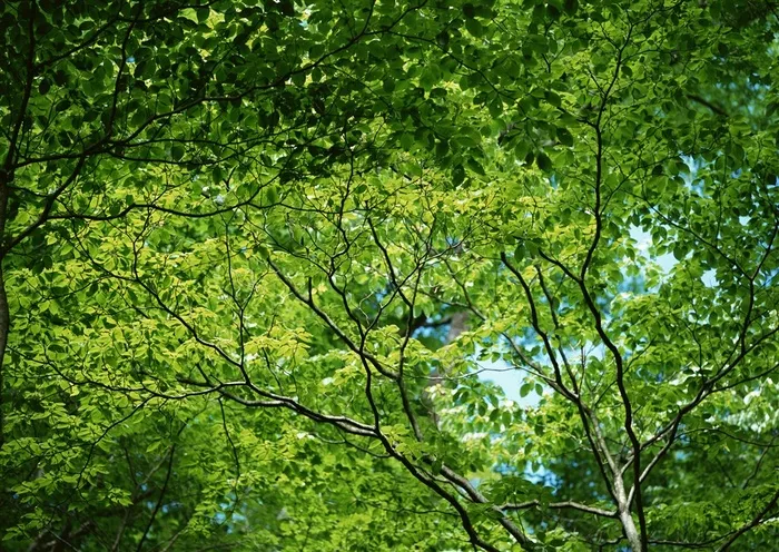 树木风景美丽的图片素材