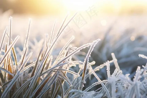 白霜植物叶子雾凇摄影图