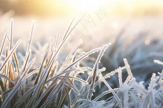 白霜植物叶子雾凇摄影图