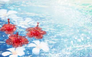 图片设计素材背景鸟语花香