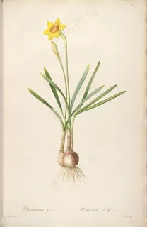 高清雷杜德原版黄花复古花草图谱