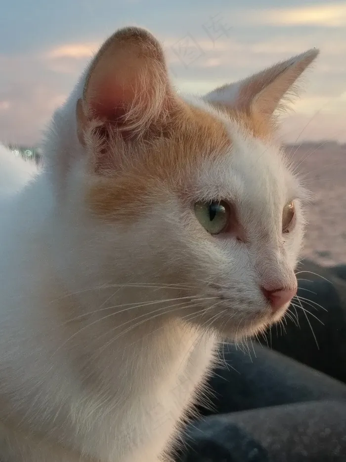 可爱猫咪肖像图片