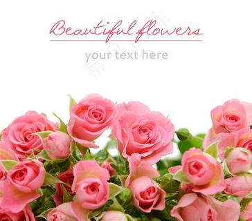 美丽的红色玫瑰高清图