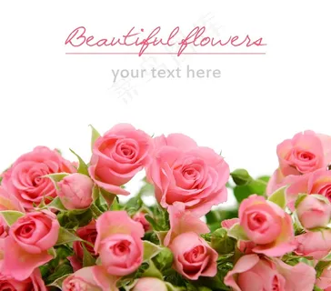 美丽的红色玫瑰高清图