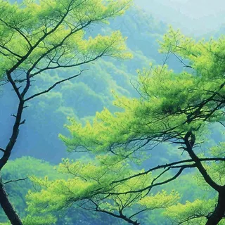 绿色的树冠特写