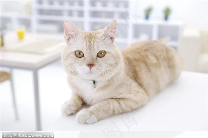 可爱猫咪-可爱猫咪正面