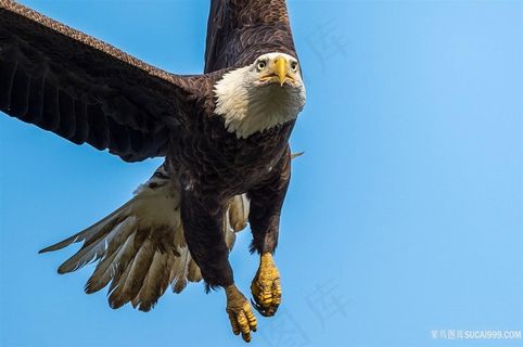 高清鹰鸟图片
