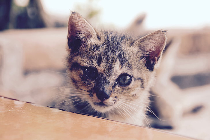 可爱猫咪 动物 素材 奶萌 (175)