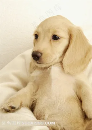 躺着的可爱小狗高清图片下载