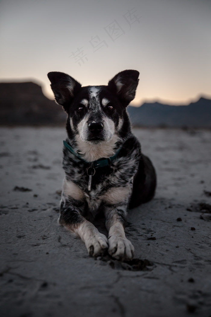 牧羊犬可爱图片