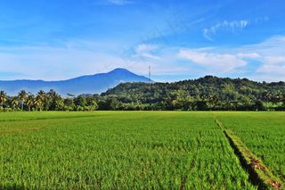 绿色稻田风光图片