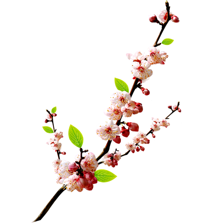 桃花枝头免抠PNG素材