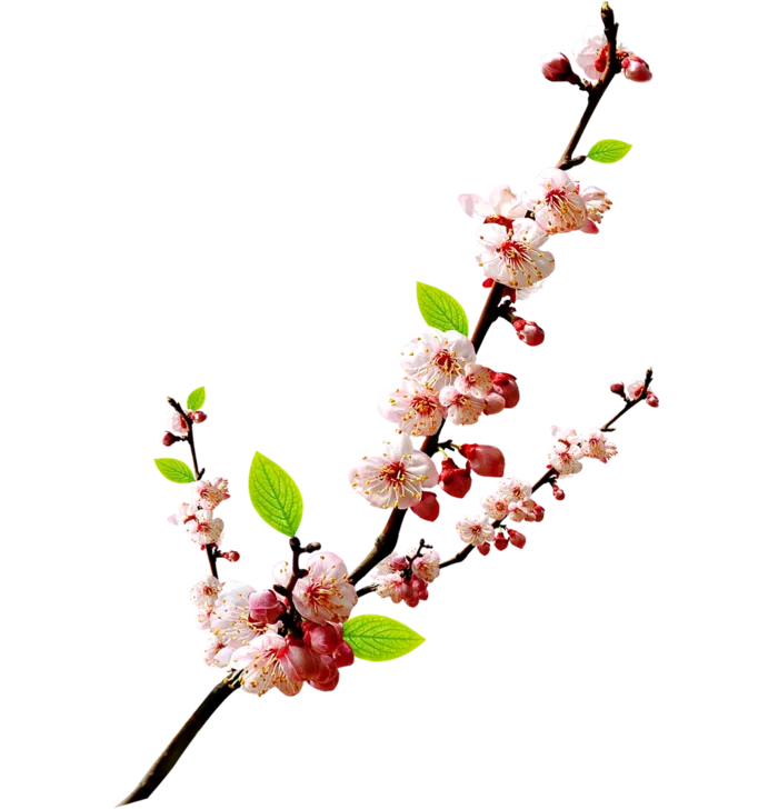 桃花枝头免抠PNG素材