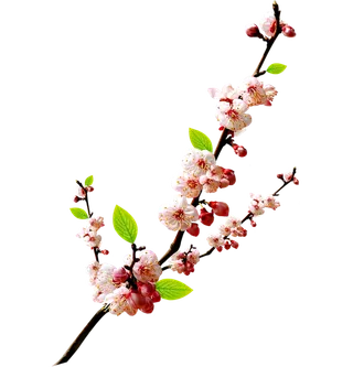 桃花枝头免抠PNG素材