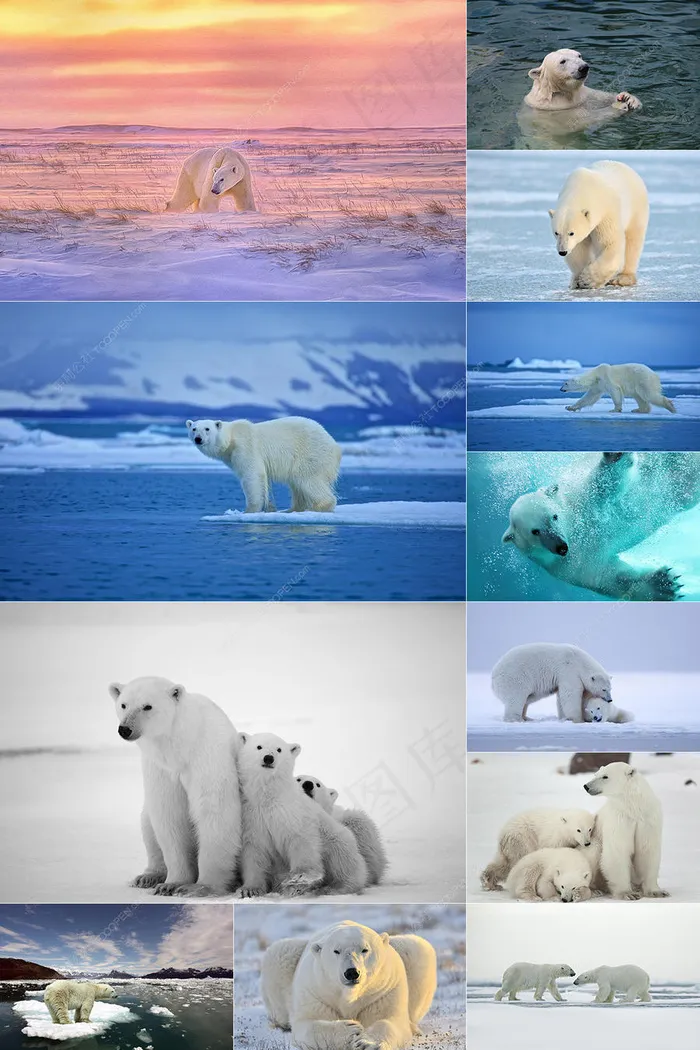 60张北极熊图片集合