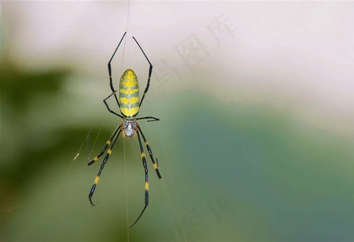 昆虫系列彩色蜘蛛素材