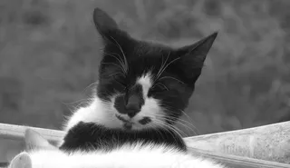 黑白花猫图片