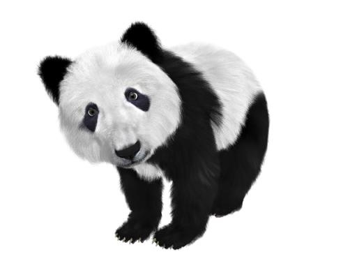 熊猫 PNG免抠(640x480)