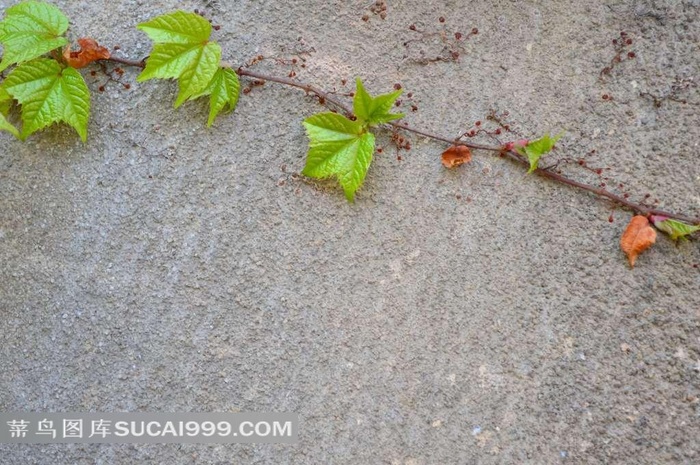 水泥墙上的藤蔓