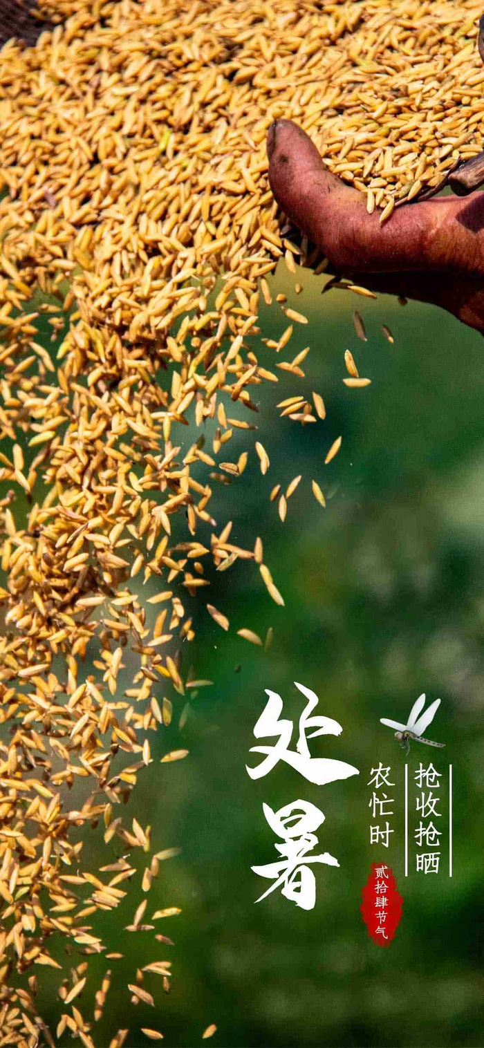 绿色大自然实拍农作物粮食稻谷收获处暑配图