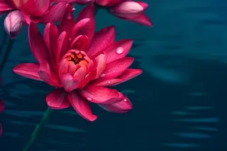 粉色唯美花大气背景