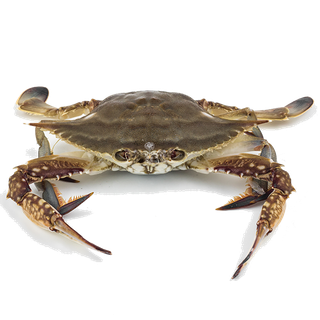 梭子蟹海鲜超市商品红酒白底图免抠实物摄影png格式图片透明底