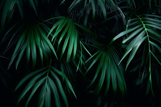 黑暗下的绿色植物叶子摄影图