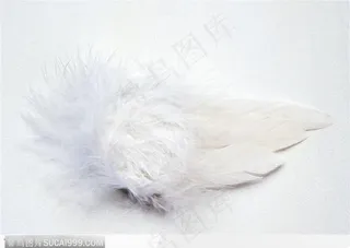 融融的天使羽翼