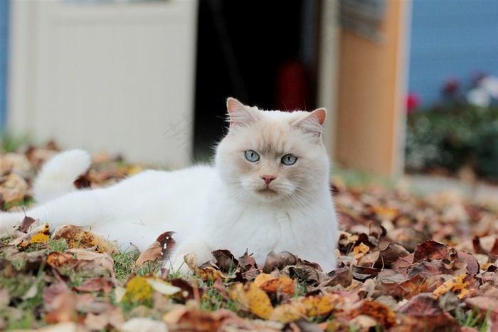 趴在落叶上的猫咪