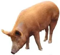 猪 PNG免抠(200x183)