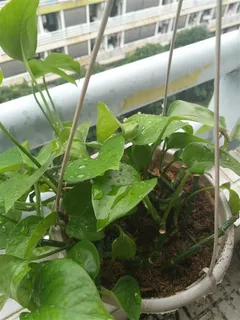 抽青嫩绿拭校园 抽青嫩绿拭校园