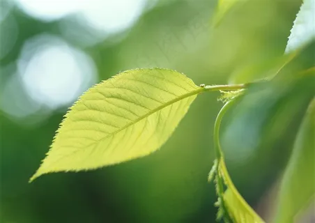 树木风景仰视  摄影图片 树木风景仰视  摄影图片