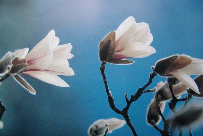 蓝色背景中的白兰花
