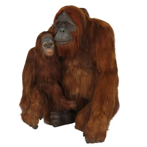 猩猩 PNG免抠(640x640)