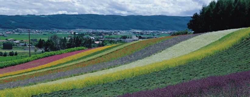 大幅风景  花海  花 蓝天 白云 树木