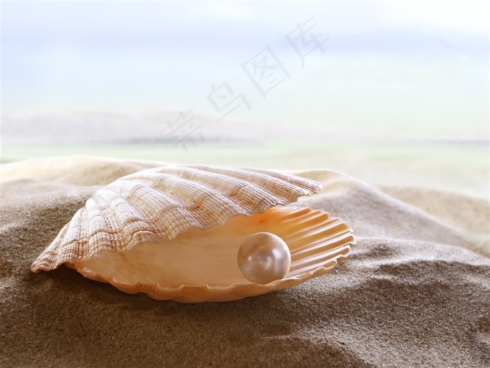 沙滩上的贝壳珍珠景色大图