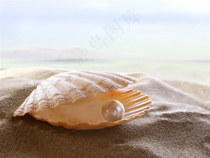 沙滩上的贝壳珍珠景色大图