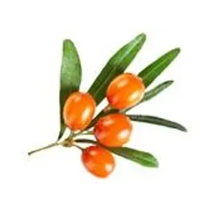 沙棘 PNG免抠