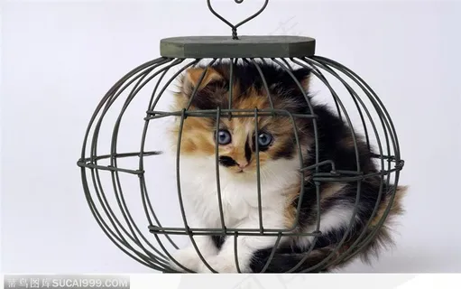 笼子里的猫