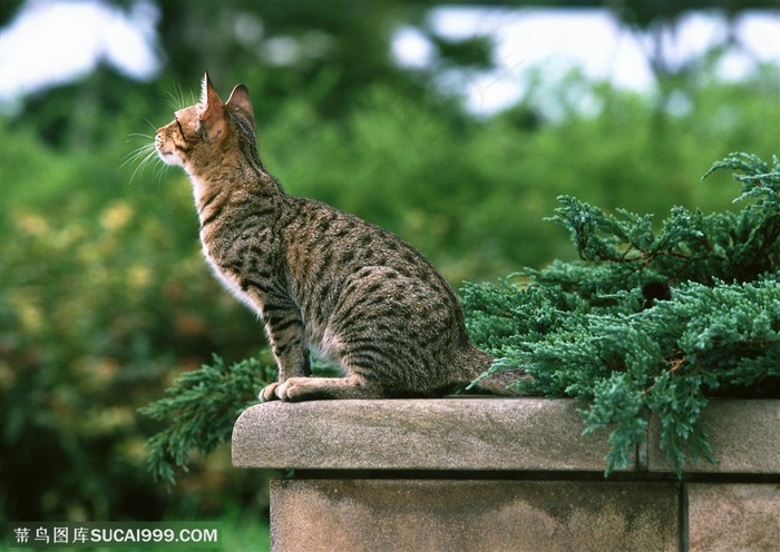 可爱猫咪-花坛上仰视的猫咪